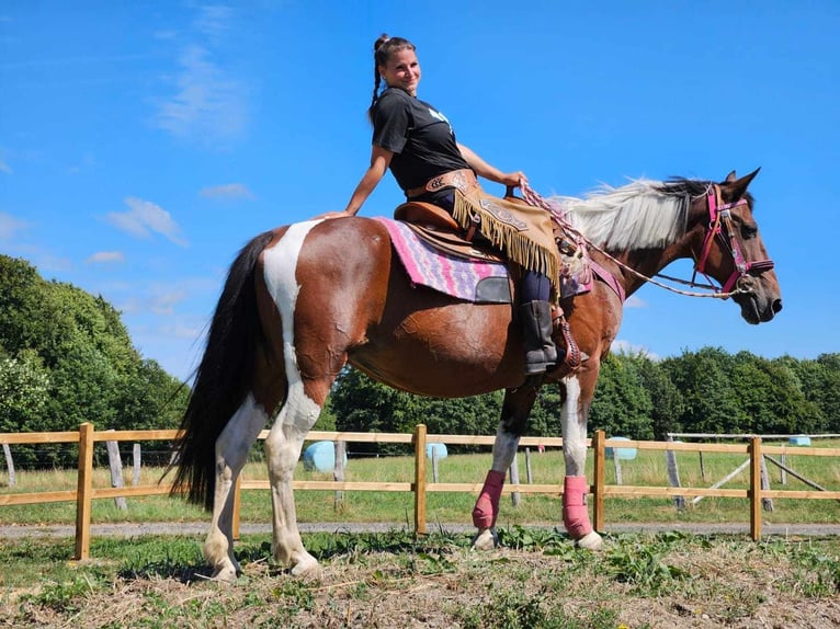 Pinto Horse Giumenta 10 Anni 150 cm Pezzato in Linkenbach