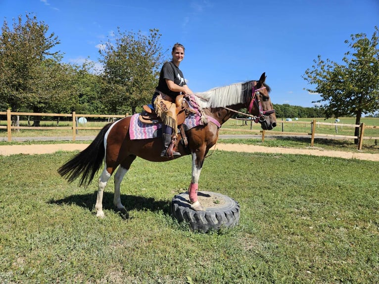 Pinto Horse Giumenta 10 Anni 150 cm Pezzato in Linkenbach