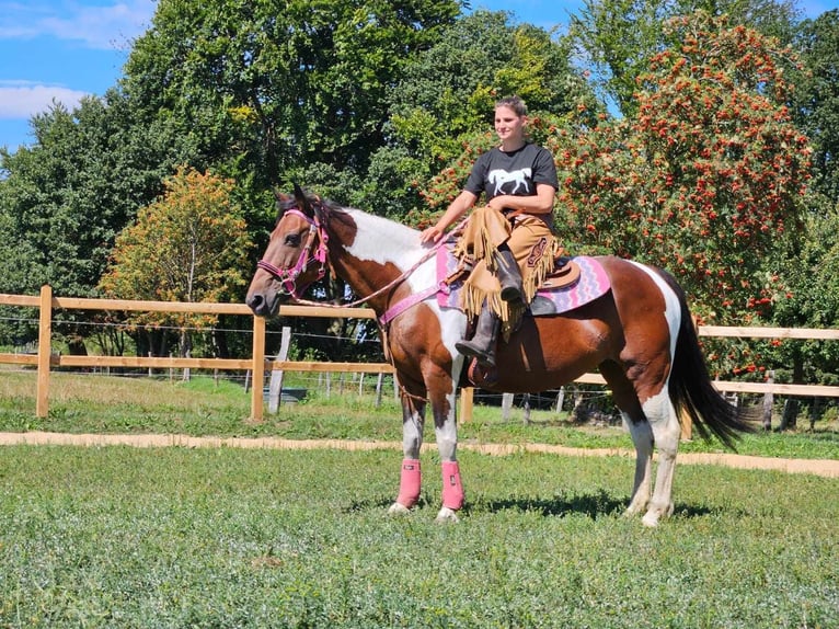 Pinto Horse Giumenta 10 Anni 150 cm Pezzato in Linkenbach