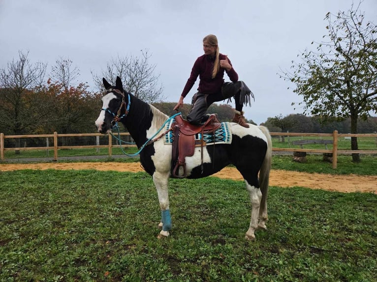 Pinto Horse Giumenta 10 Anni 160 cm Pezzato in Linkenbach