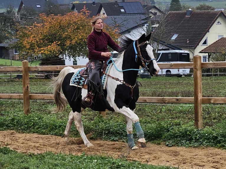 Pinto Horse Giumenta 10 Anni 160 cm Pezzato in Linkenbach