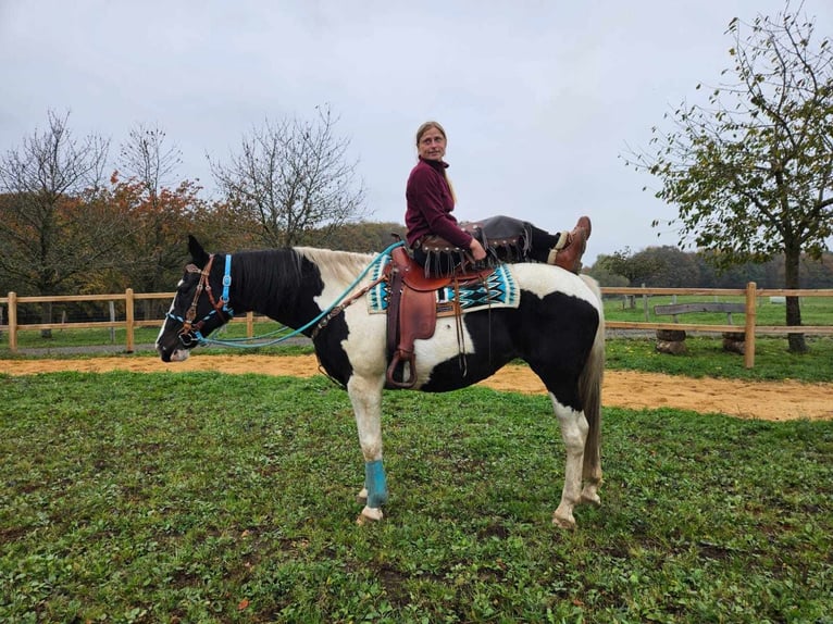 Pinto Horse Giumenta 10 Anni 160 cm Pezzato in Linkenbach