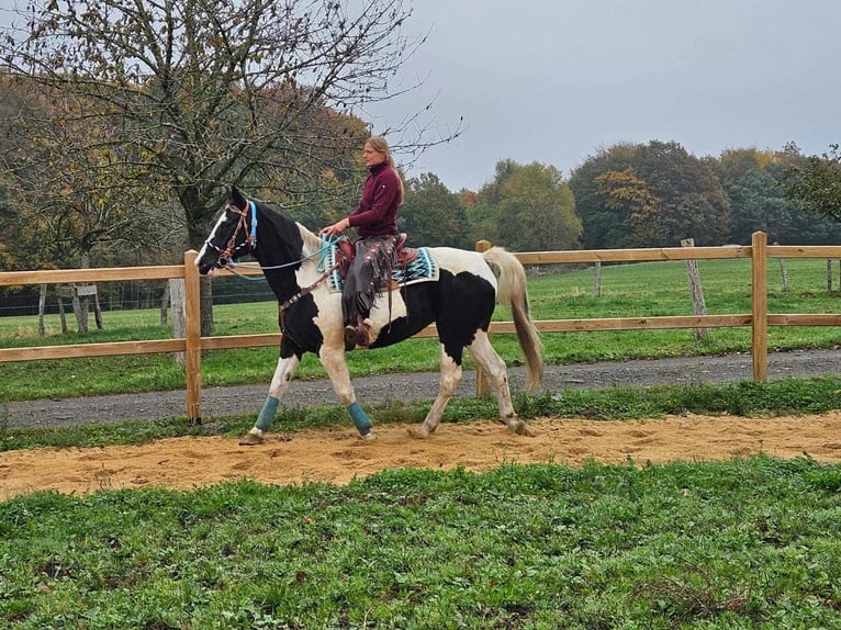 Pinto Horse Giumenta 10 Anni 160 cm Pezzato in Linkenbach