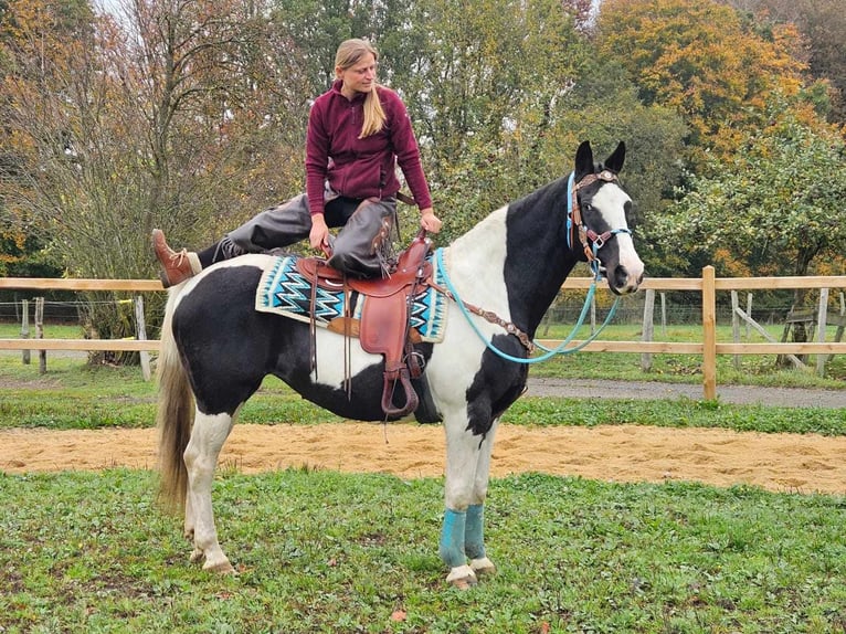 Pinto Horse Giumenta 10 Anni 160 cm Pezzato in Linkenbach