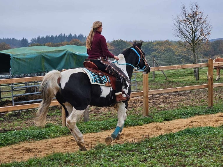 Pinto Horse Giumenta 10 Anni 160 cm Pezzato in Linkenbach