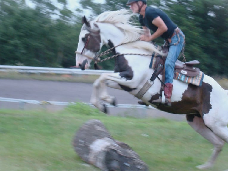 Pinto Horse Mix Giumenta 10 Anni 167 cm Pezzato in Maarkedal