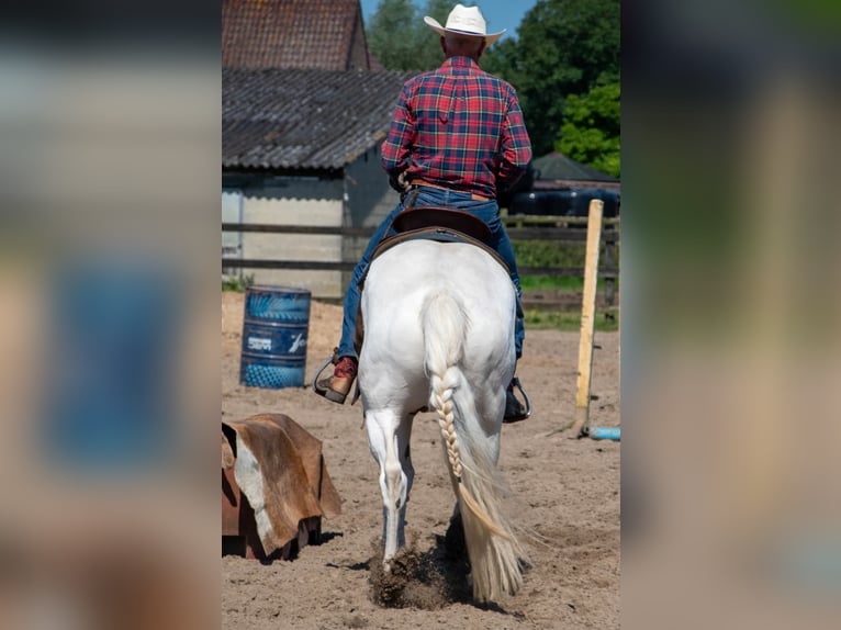 Pinto Horse Mix Giumenta 10 Anni 167 cm Pezzato in Maarkedal