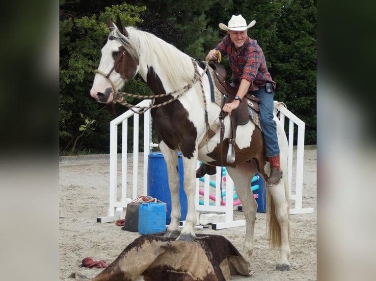 Pinto Horse Mix Giumenta 10 Anni 167 cm Pezzato in Maarkedal