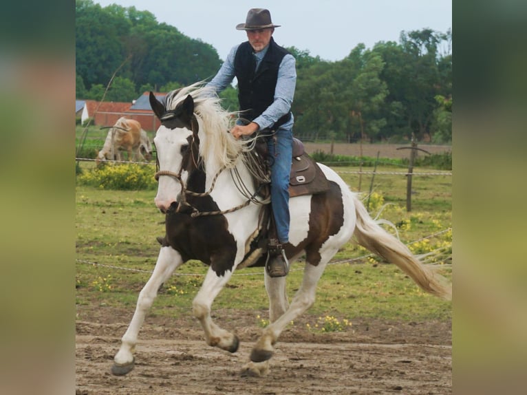 Pinto Horse Mix Giumenta 10 Anni 167 cm Pezzato in Maarkedal