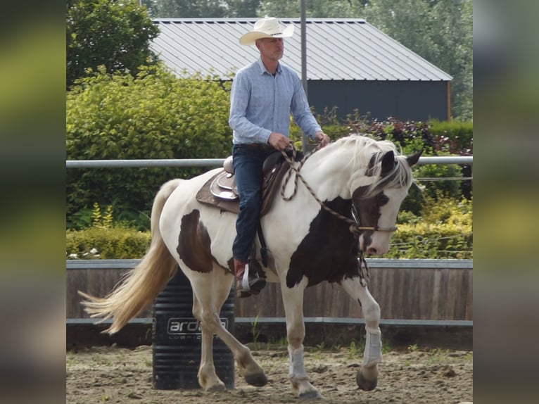 Pinto Horse Mix Giumenta 10 Anni 167 cm Pezzato in Maarkedal