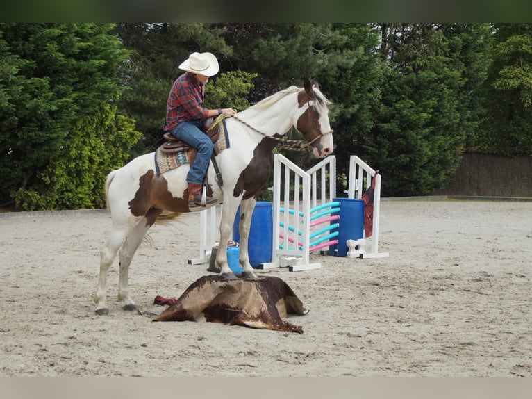 Pinto Horse Mix Giumenta 10 Anni 167 cm Pezzato in Maarkedal