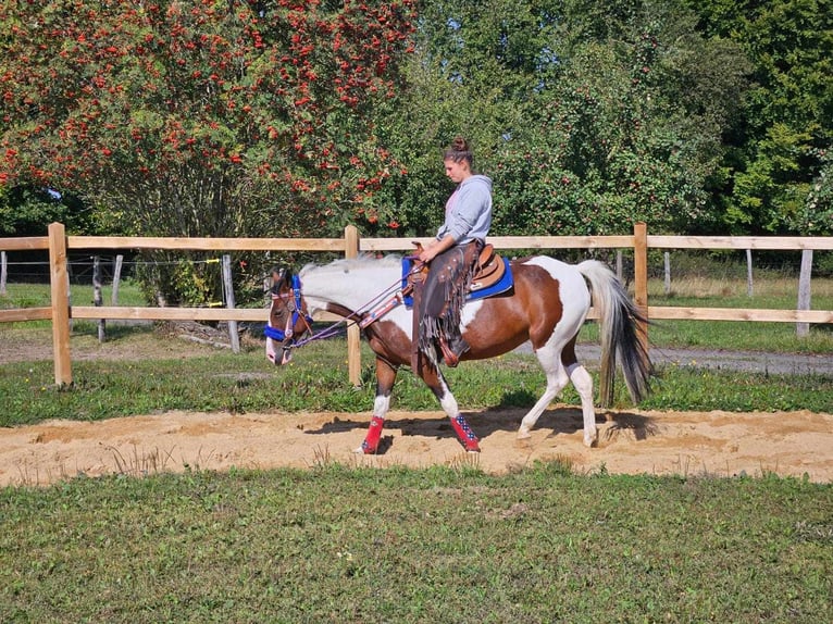 Pinto Horse Giumenta 11 Anni 148 cm Pezzato in Linkenbach