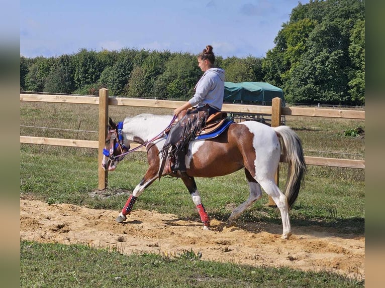 Pinto Horse Giumenta 11 Anni 148 cm Pezzato in Linkenbach