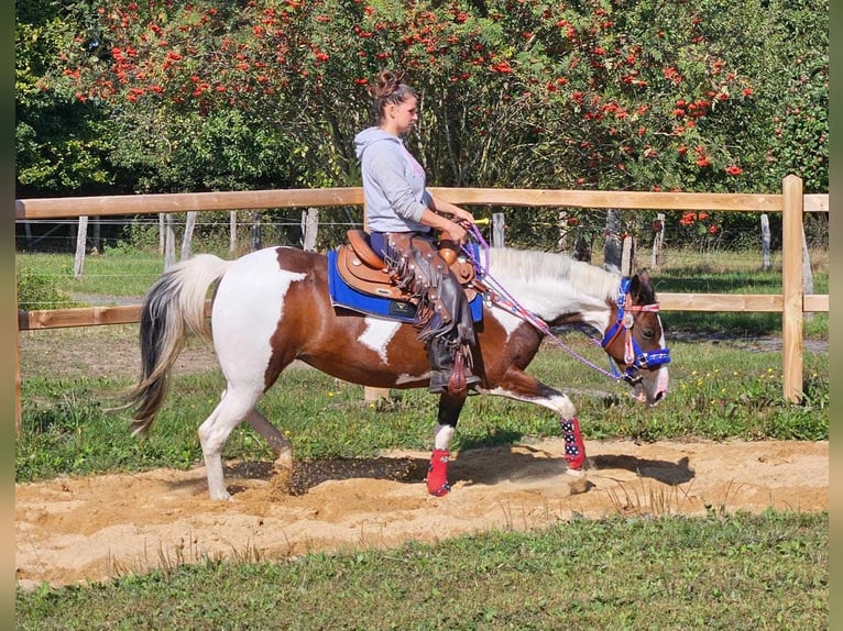 Pinto Horse Giumenta 11 Anni 148 cm Pezzato in Linkenbach