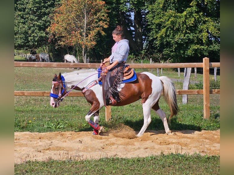 Pinto Horse Giumenta 11 Anni 148 cm Pezzato in Linkenbach