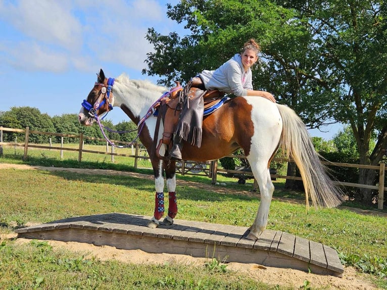 Pinto Horse Giumenta 11 Anni 148 cm Pezzato in Linkenbach