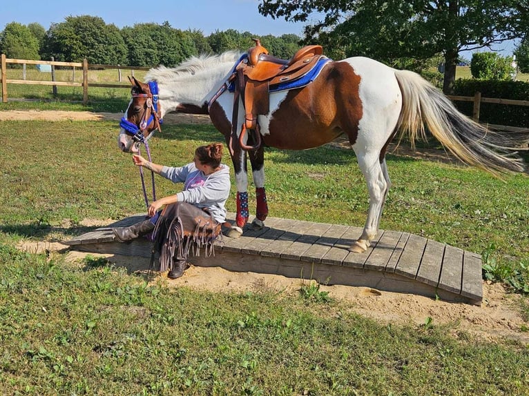 Pinto Horse Giumenta 11 Anni 148 cm Pezzato in Linkenbach