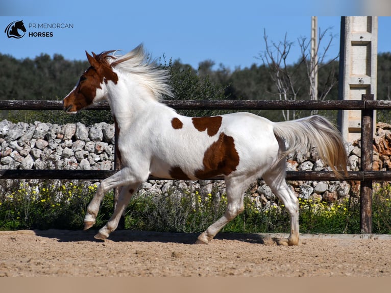 Pinto Horse Mix Giumenta 11 Anni 154 cm Pezzato in Menorca