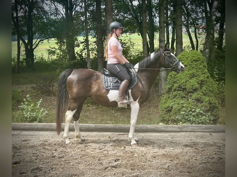 Pinto Horse Giumenta 11 Anni 158 cm Pezzato in Pelmberg