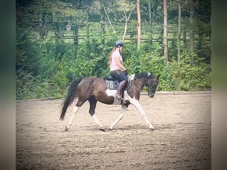 Pinto Horse Giumenta 11 Anni 158 cm Pezzato in Pelmberg