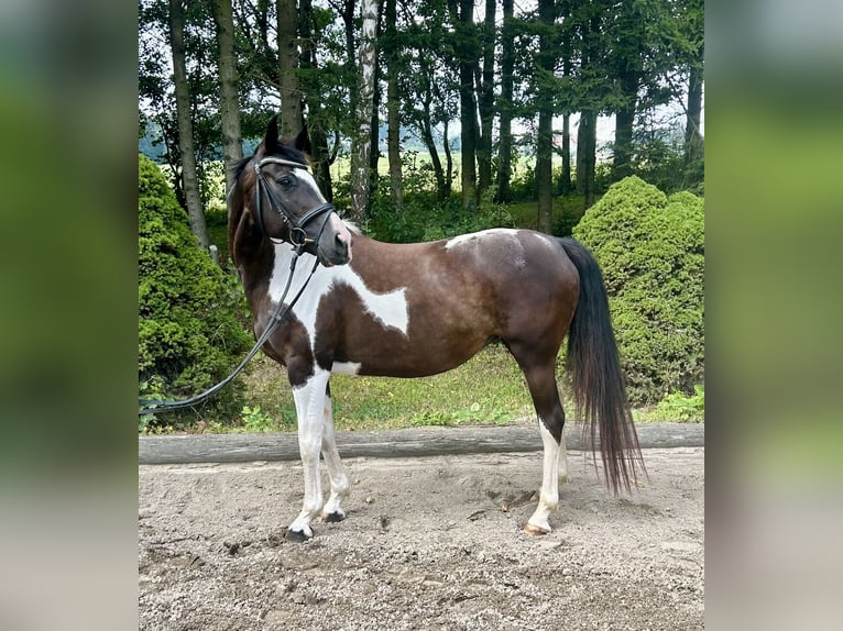 Pinto Horse Giumenta 11 Anni 158 cm Pezzato in Pelmberg