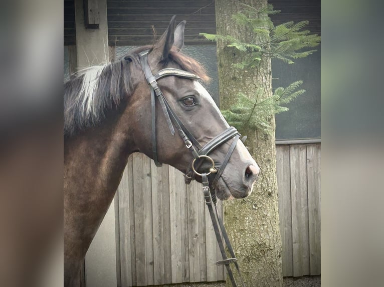 Pinto Horse Giumenta 11 Anni 158 cm Pezzato in Pelmberg