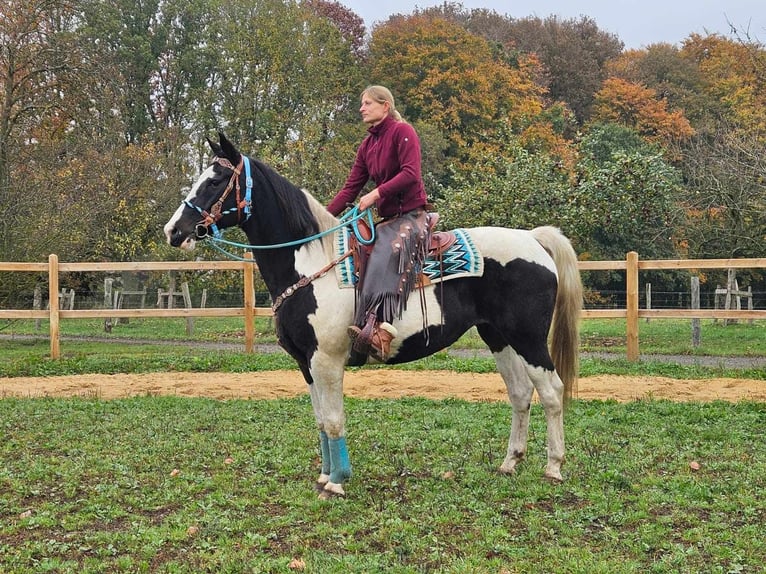 Pinto Horse Giumenta 11 Anni 160 cm Pezzato in Linkenbach