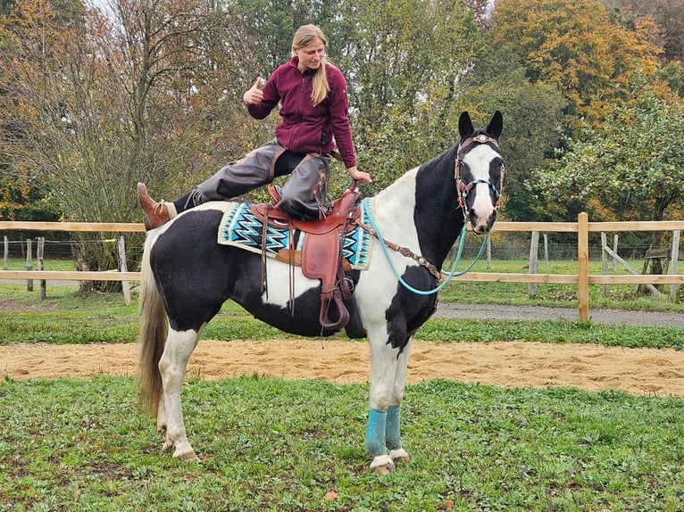 Pinto Horse Giumenta 11 Anni 160 cm Pezzato in Linkenbach