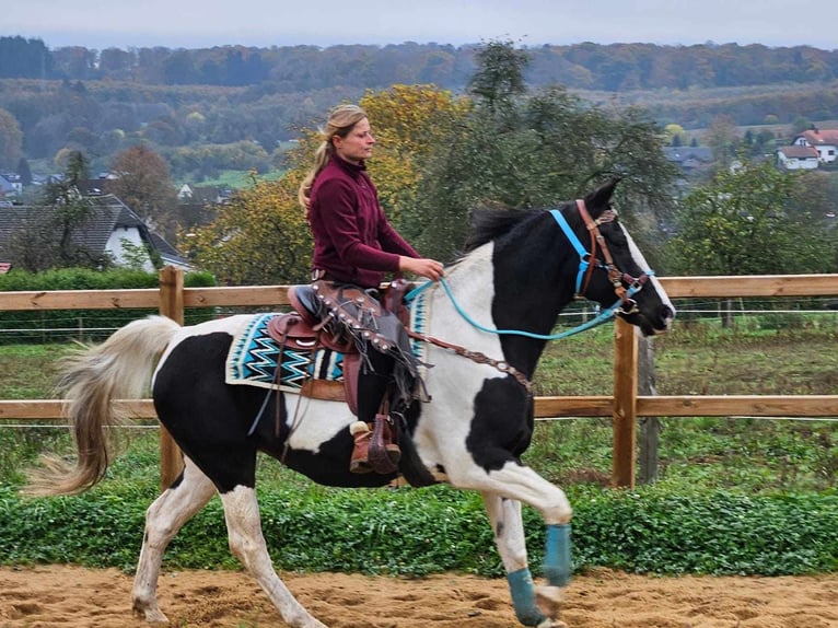 Pinto Horse Giumenta 11 Anni 160 cm Pezzato in Linkenbach