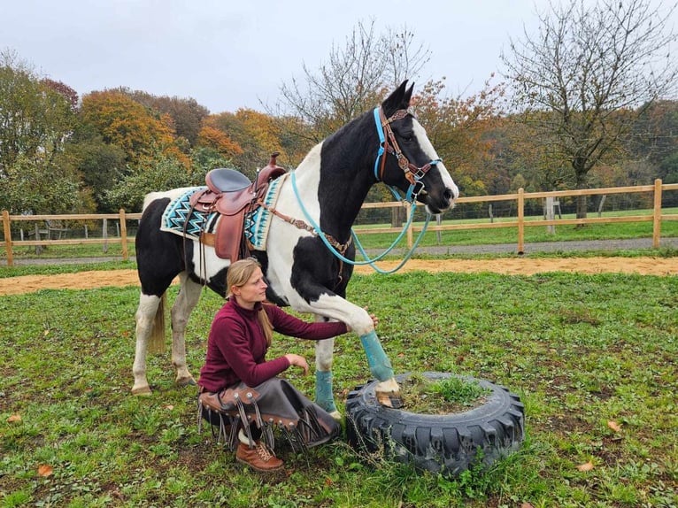 Pinto Horse Giumenta 11 Anni 160 cm Pezzato in Linkenbach