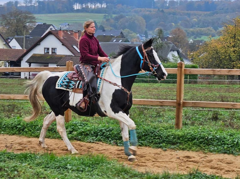 Pinto Horse Giumenta 11 Anni 160 cm Pezzato in Linkenbach