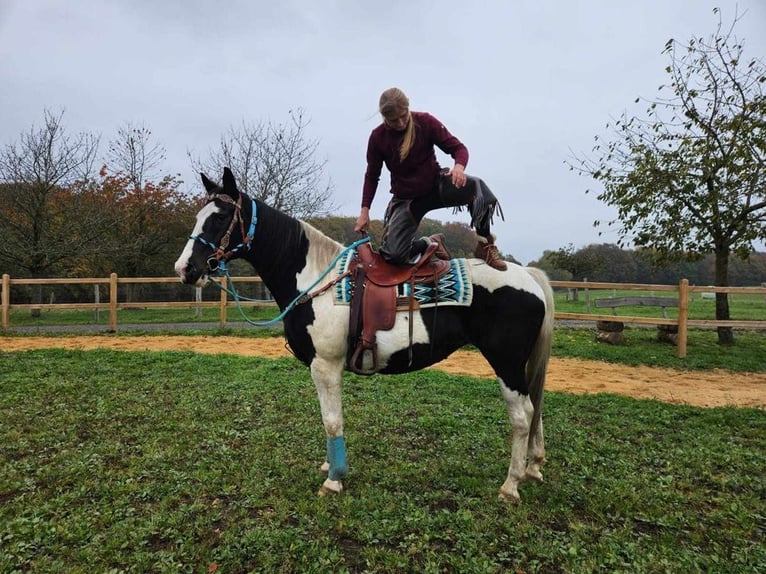 Pinto Horse Giumenta 11 Anni 160 cm Pezzato in Linkenbach