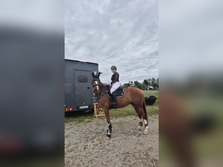 Pinto Horse Giumenta 11 Anni 162 cm Sauro in Flachau