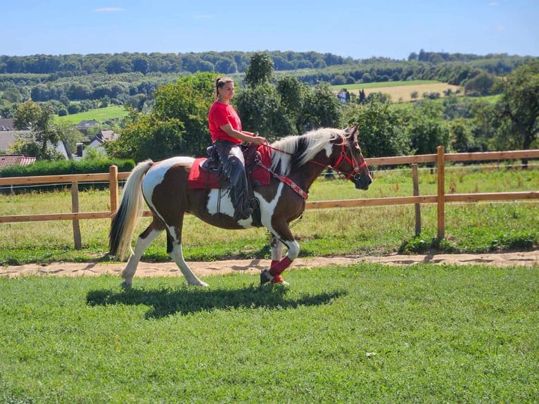 Pinto Horse Giumenta 12 Anni 153 cm Pezzato in Linkenbach