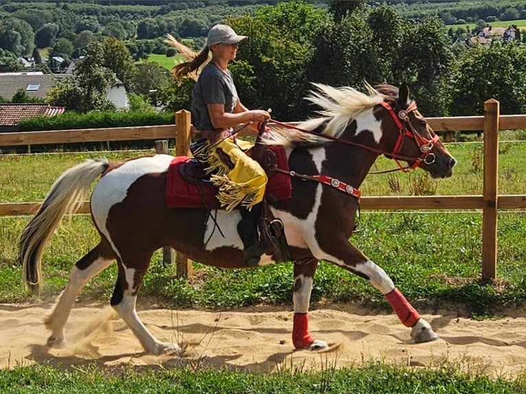 Pinto Horse Giumenta 12 Anni 153 cm Pezzato in Linkenbach