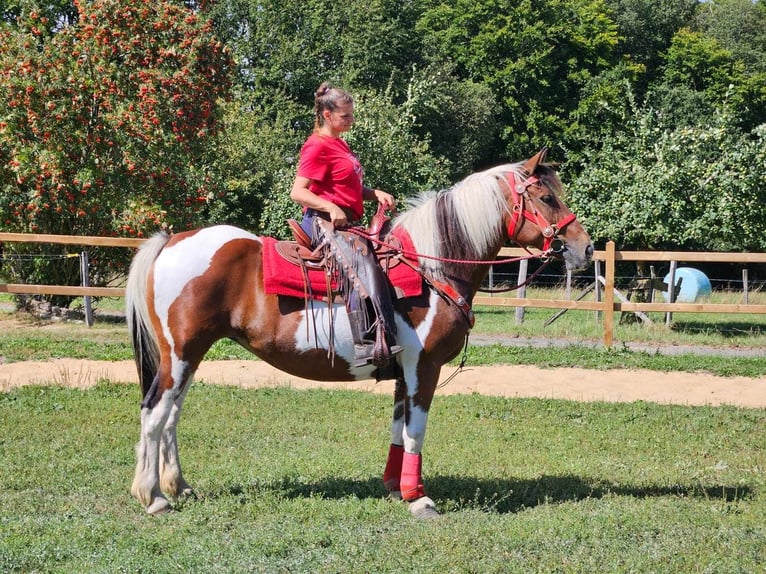 Pinto Horse Giumenta 12 Anni 153 cm Pezzato in Linkenbach