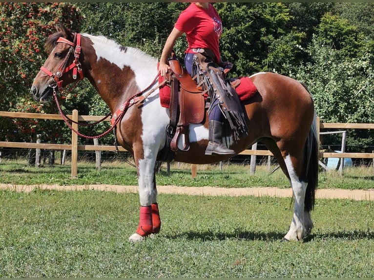 Pinto Horse Giumenta 12 Anni 153 cm Pezzato in Linkenbach