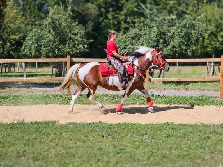 Pinto Horse Giumenta 12 Anni 153 cm Pezzato in Linkenbach