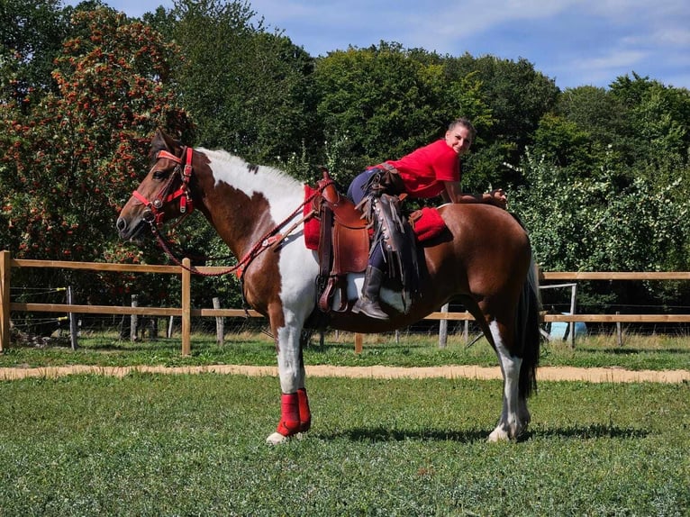 Pinto Horse Giumenta 12 Anni 153 cm Pezzato in Linkenbach