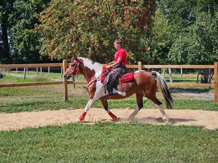 Pinto Horse Giumenta 12 Anni 153 cm Pezzato in Linkenbach