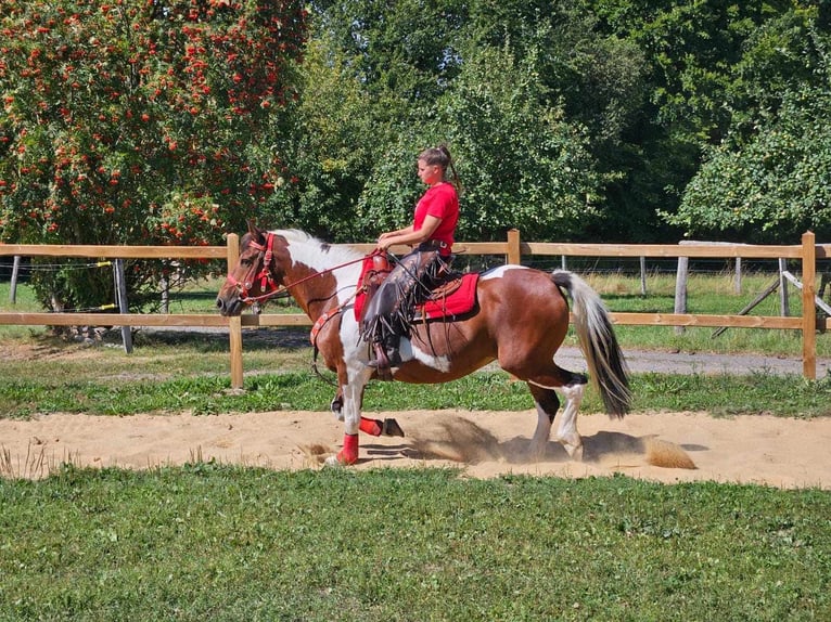 Pinto Horse Giumenta 12 Anni 153 cm Pezzato in Linkenbach