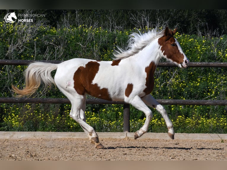 Pinto Horse Mix Giumenta 12 Anni 154 cm Pezzato in Menorca