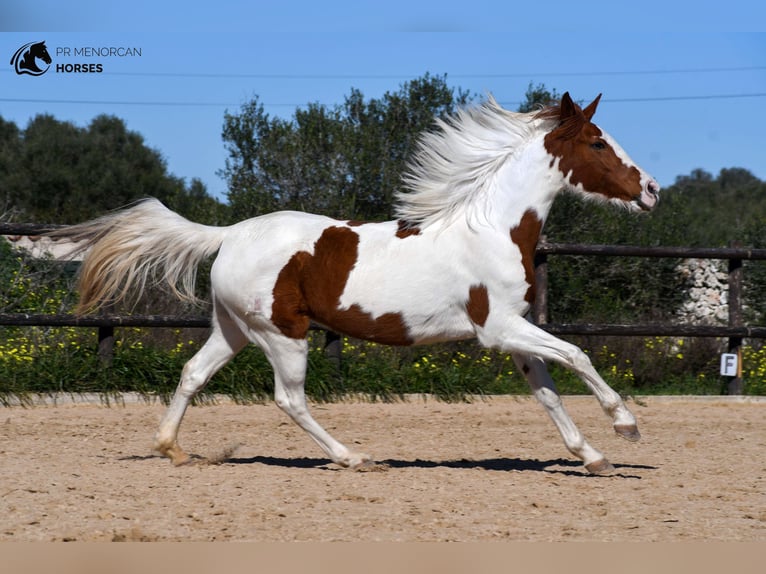 Pinto Horse Mix Giumenta 12 Anni 154 cm Pezzato in Menorca