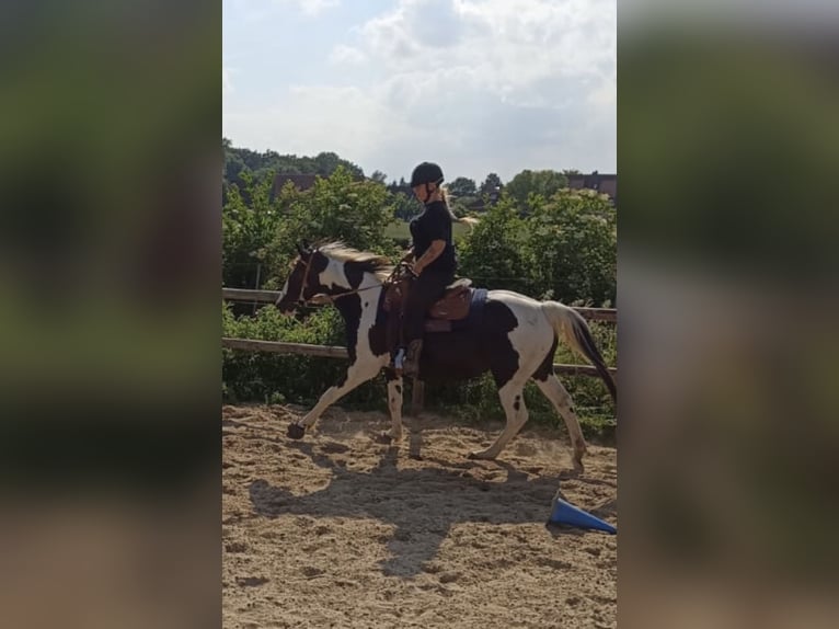 Pinto Horse Giumenta 12 Anni 158 cm in Luckau