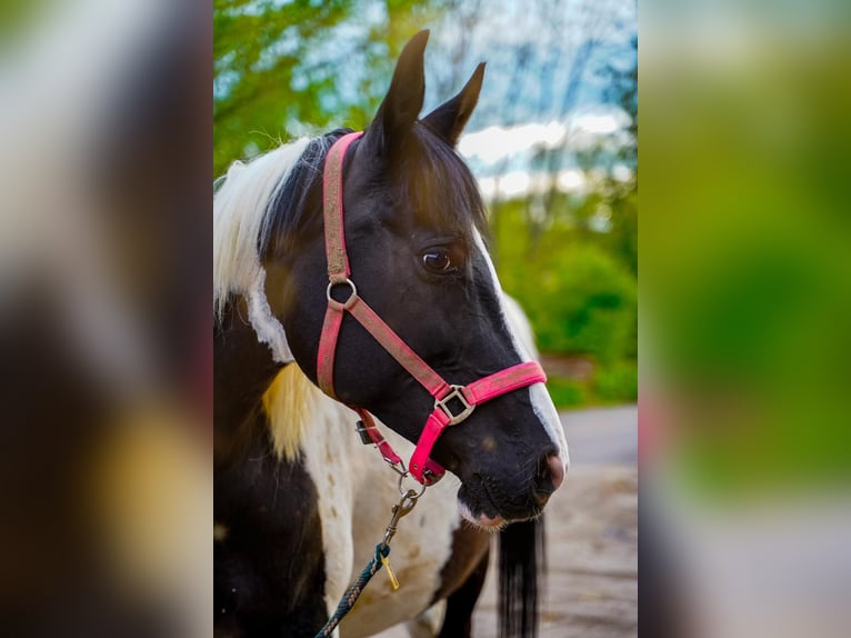 Pinto Horse Giumenta 12 Anni 163 cm Sabino in Teistungen