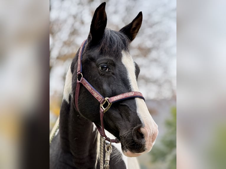 Pinto Horse Giumenta 12 Anni 163 cm Sabino in Teistungen