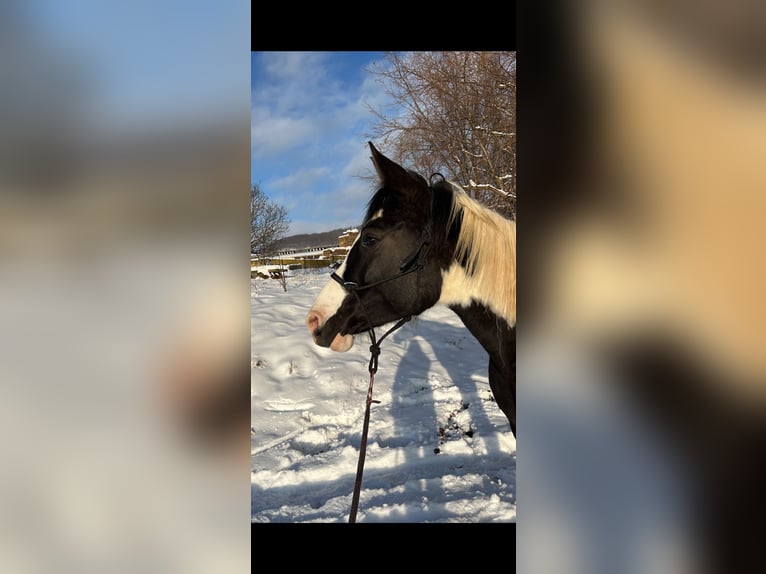 Pinto Horse Giumenta 12 Anni 163 cm Sabino in Teistungen