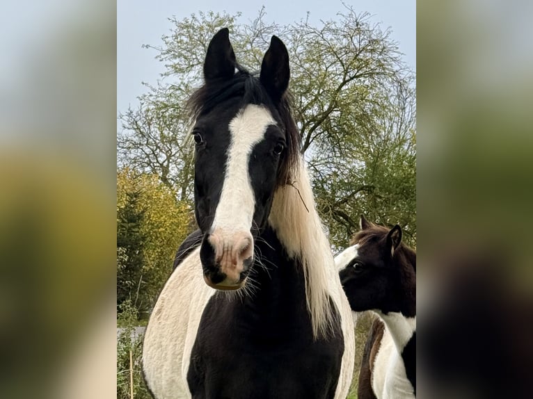 Pinto Horse Giumenta 12 Anni 163 cm Sabino in Teistungen