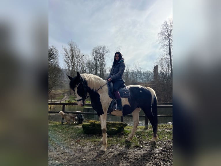 Pinto Horse Giumenta 12 Anni 163 cm Sabino in Teistungen