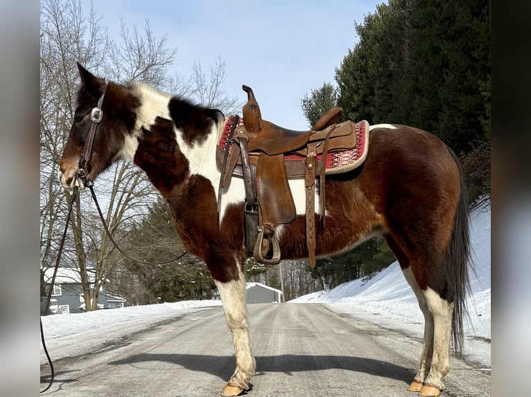 Pinto Horse Giumenta 12 Anni Pezzato in Waynesburg Ohio